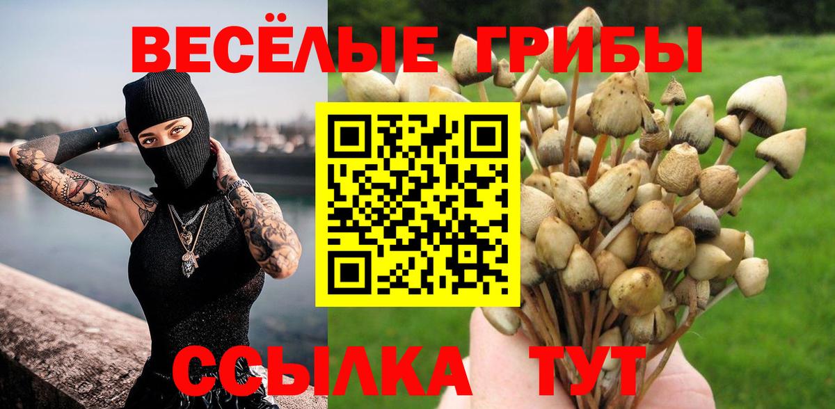 Дзержинск  Псилоцибиновые грибы Cubensis  сколько стоит  Вход с VPN 